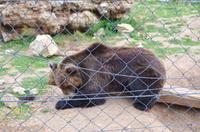 073 Bär in Korenica