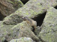 Murmeltiere, Refugi Estany del Siscaro 