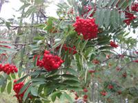 Ebereschenbaum am Wegesrand