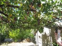 Weinreben in Kakopetria