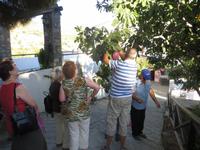 Feigenbaum vor Rosenmanufaktur in Agros