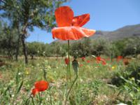 Mohn