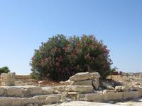 Ausgrabungsstätte von Kourion