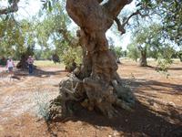 07.09.2013 Alter Olivenbaum bei Ostuni