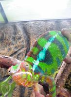 Chamäleon im Schmetterlingsgarten Grevenmacher