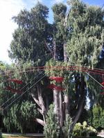 Isola Madre - Lago Maggiore