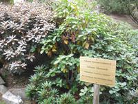 Alpina - Botanischer Garten