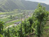 Blick vom Weinberg