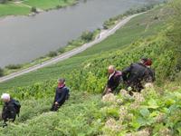 durch die Weinberge
