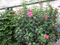 Im Schmetterlingshaus auf der Insel Mainau