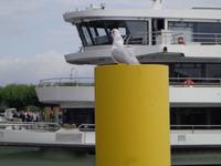 Möwe vor Fahrgastschiff