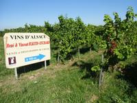 Weinlagen, so weit das Auge reicht