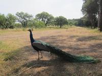 Pfau auf dem Filerimos