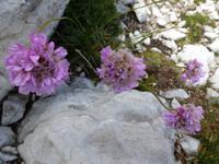 Langblättrige Witwenblume