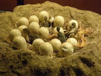 Natural History Museum