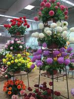 Pyramide aus Dahlien