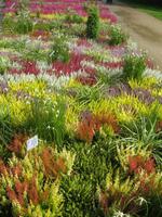 Heidegarten