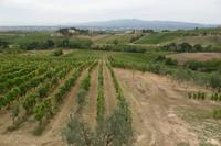 Weinverkostung bei Weinbauer Montaioncino 