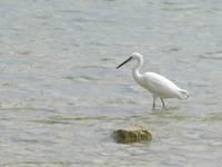 Sirmione Silberreiher
