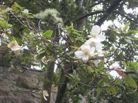 exotische Blütenwelt