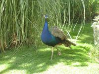 Pfau