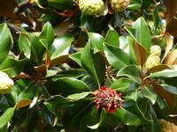 Ausflug nach Estepona - Magnolie