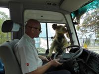 Gibraltar - Phil und kleine Berberaffen