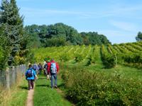 wir streifen den ersten Weinberg 