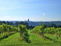 Albrechtsburg Meißen und die Weinberge des Weingutes Schloss Proschwitz Prinz zur Lippe