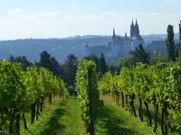 Blick über die Weinberge auf die Albrechtsburg Meißen