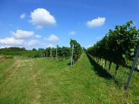 und auf der anderen Seite die Weinreben