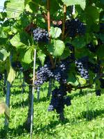 Blauer Burgunder