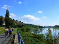 die Weinberge über uns und die Elbe neben uns