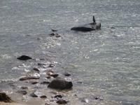 Ostseeimpressionen