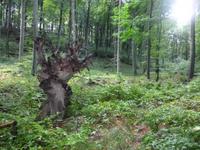 Buchenwälder Nationalpark Jasmund