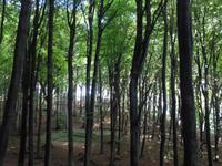 Buchenwälder Nationalpark Jasmund