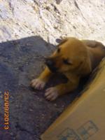 Hundewelpe