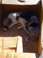 Hundewelpen auf dem Weg