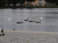 Schloonsee in Bansin