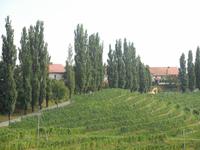 Weinstraße Jeruzalem