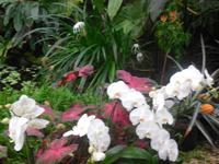Orchideenhaus