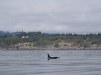 Auf Walbeobachtungstour - Orcas