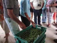 Besichtigung - Olivenfarm