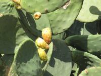 Gozo Inselrundfahrt - Ggantija Tempel 