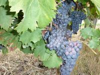 unzählige Weinreben