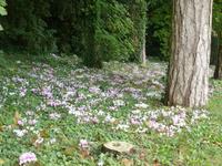 Château du Clos Lusé - Leonard de Vinci - der Garten