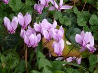 Château du Clos Lusé - Leonard de Vinci - der Garten