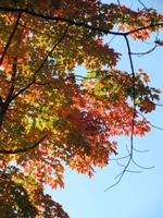 Im Park von Montmorency