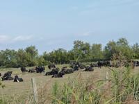 Stiergruppe mit Kuhreihern