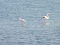 Flamingos